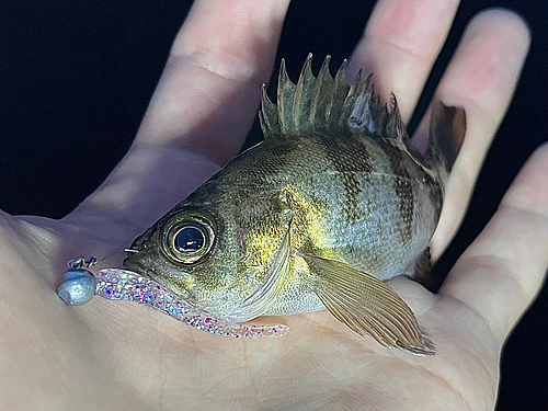 シロメバルの釣果