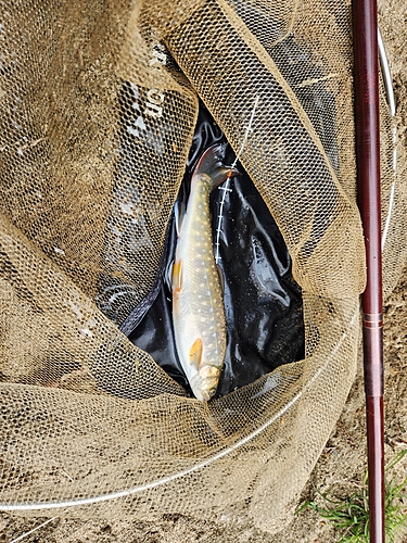 イワナの釣果