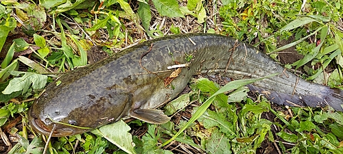 ナマズの釣果