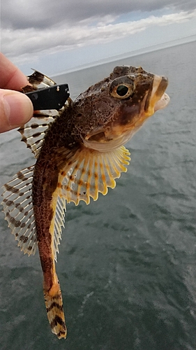 ツマグロカジカの釣果