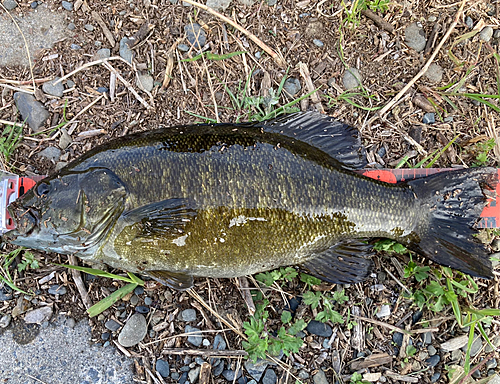 スモールマウスバスの釣果