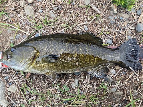 スモールマウスバスの釣果