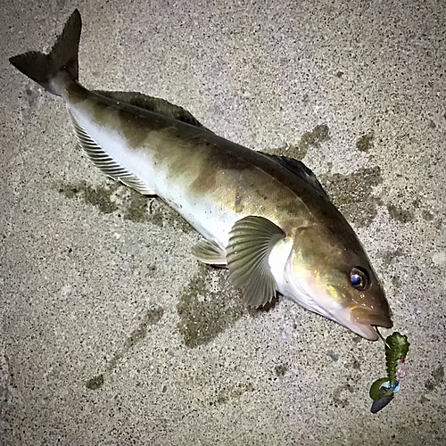 ホッケの釣果