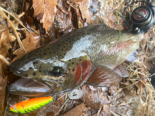 ニジマスの釣果