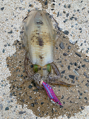 アオリイカの釣果