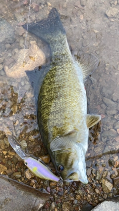 スモールマウスバスの釣果