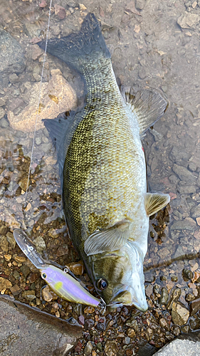 スモールマウスバスの釣果