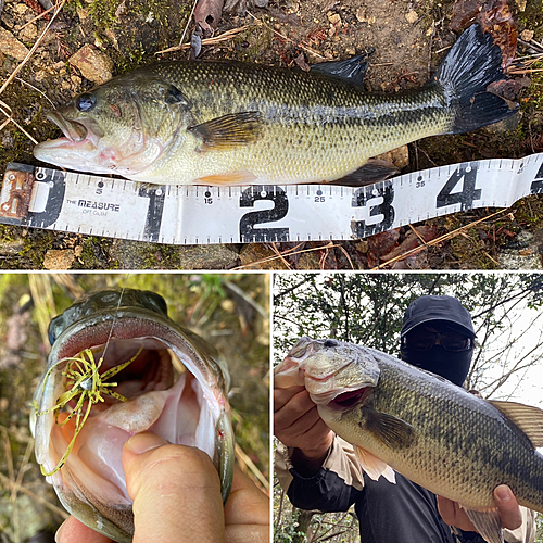 ブラックバスの釣果