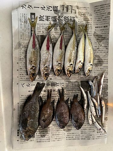 アジの釣果