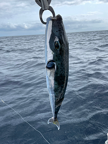 センニンフグの釣果