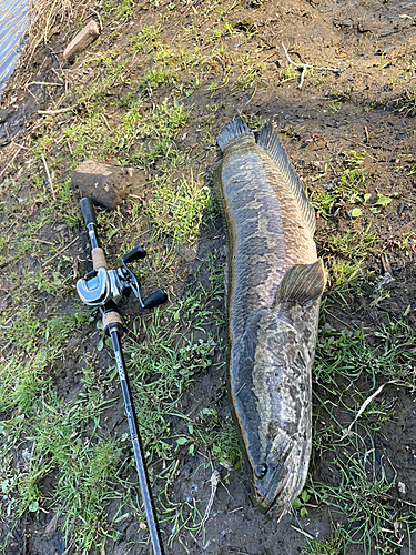 ライギョの釣果