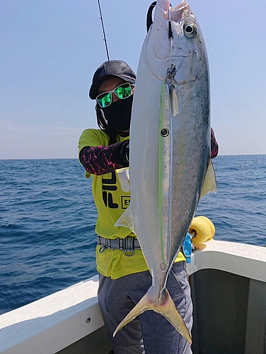 カンパチの釣果