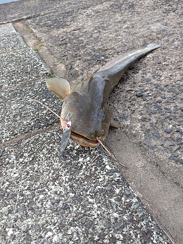 ナマズの釣果