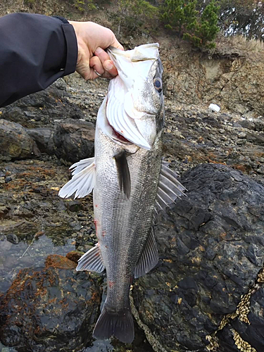 スズキの釣果