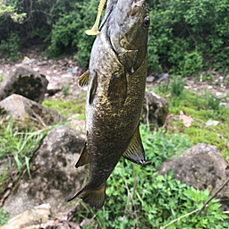 スモールマウスバス