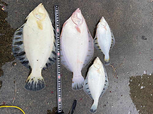 クロガシラガレイの釣果