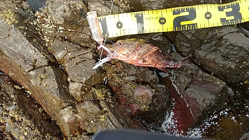 カサゴの釣果