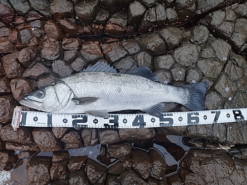 ヒラスズキの釣果