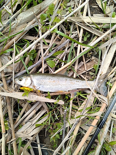 ウグイの釣果