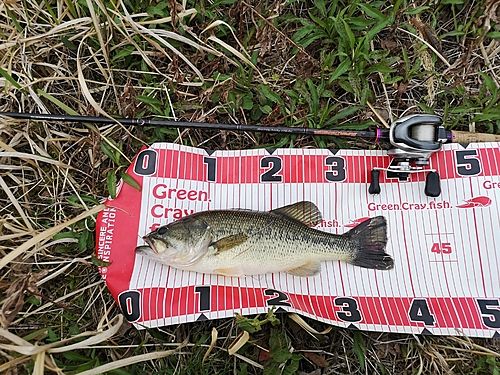 ブラックバスの釣果