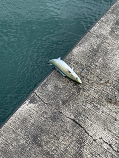 サゴシの釣果