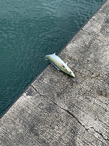 サゴシの釣果