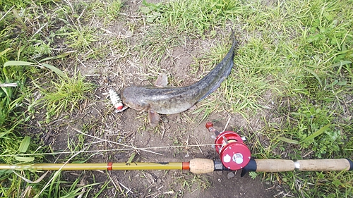 マナマズの釣果