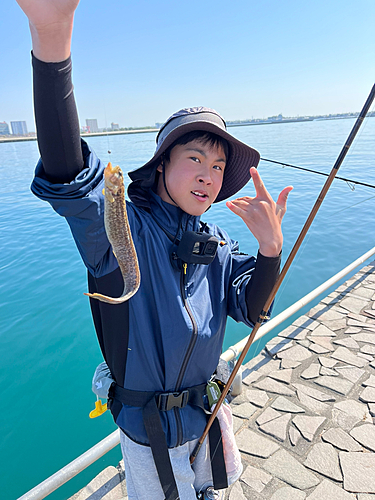 ダイナンギンポの釣果