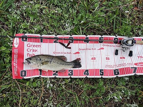 ブラックバスの釣果