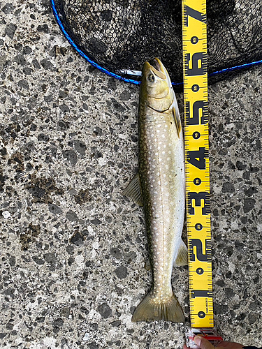 アメマスの釣果