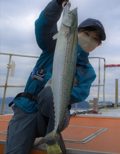 サゴシの釣果