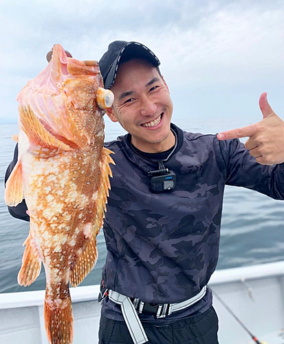 ウッカリカサゴの釣果