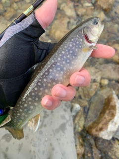 イワナの釣果