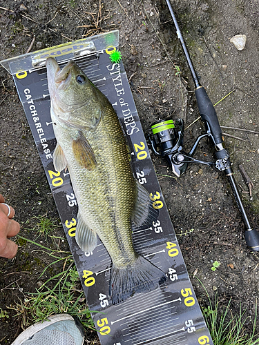 ブラックバスの釣果