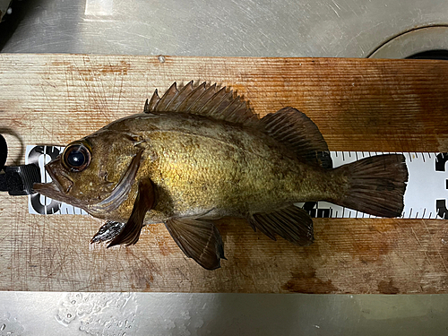 メバルの釣果