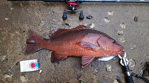 フエダイの釣果