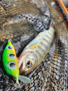 アマゴの釣果