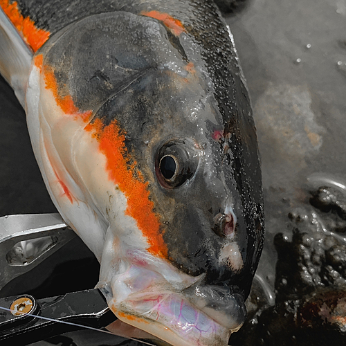 マルタウグイの釣果