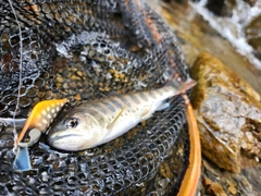 アマゴの釣果