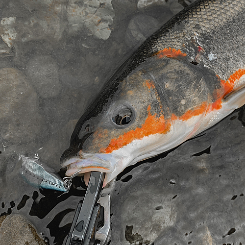 マルタウグイの釣果