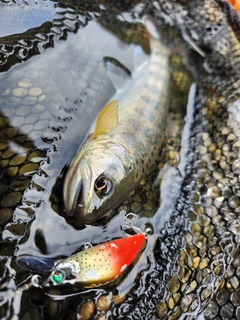 アマゴの釣果