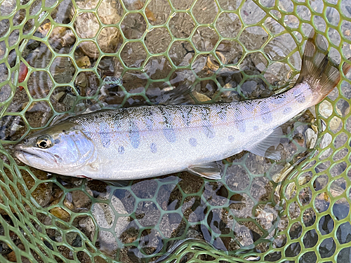 ヤマメの釣果