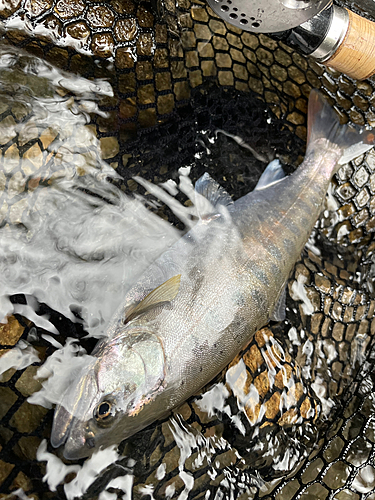 ヤマメの釣果