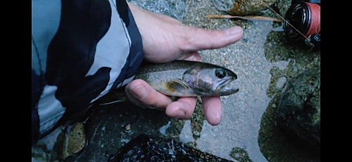 イワナの釣果