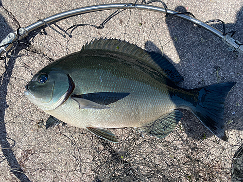 メジナの釣果