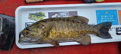 スモールマウスバスの釣果