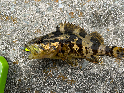 タケノコメバルの釣果