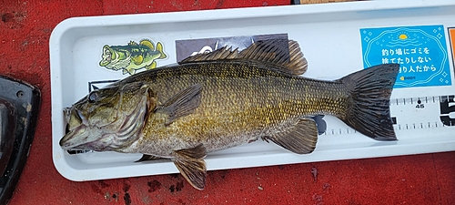 スモールマウスバスの釣果