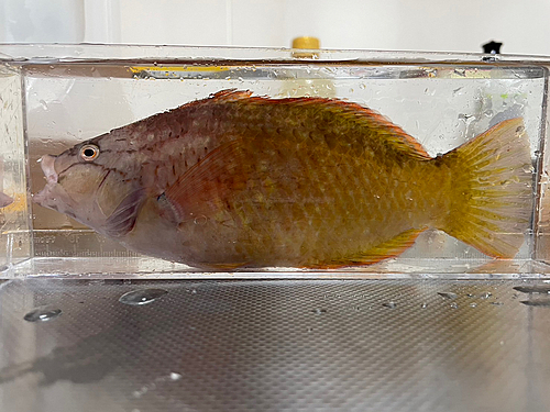 アカササノハベラの釣果