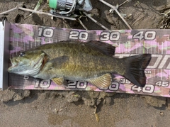 スモールマウスバスの釣果